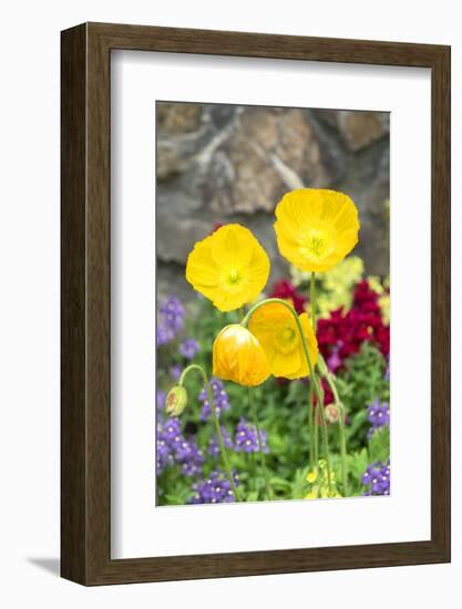 Iceland Poppy in a garden, Kennett Square, Pennsylvania, USA-Lisa S. Engelbrecht-Framed Photographic Print