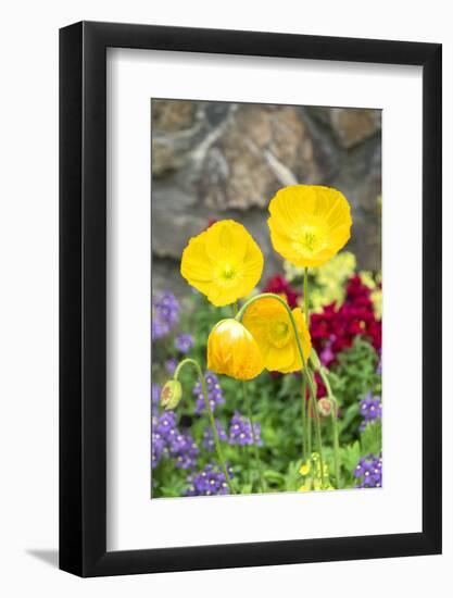 Iceland Poppy in a garden, Kennett Square, Pennsylvania, USA-Lisa S. Engelbrecht-Framed Photographic Print