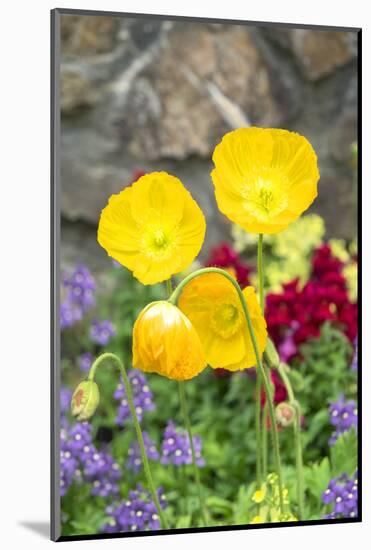 Iceland Poppy in a garden, Kennett Square, Pennsylvania, USA-Lisa S. Engelbrecht-Mounted Photographic Print