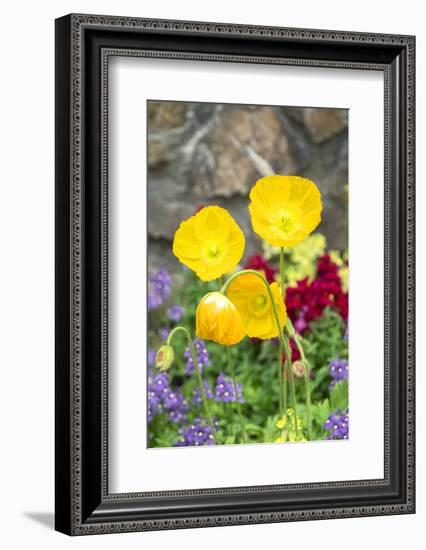 Iceland Poppy in a garden, Kennett Square, Pennsylvania, USA-Lisa S. Engelbrecht-Framed Photographic Print