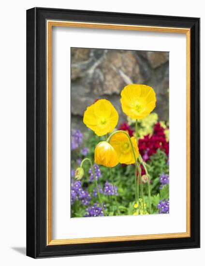 Iceland Poppy in a garden, Kennett Square, Pennsylvania, USA-Lisa S. Engelbrecht-Framed Photographic Print