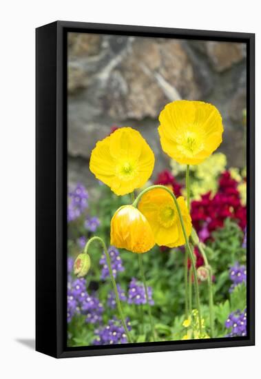 Iceland Poppy in a garden, Kennett Square, Pennsylvania, USA-Lisa S. Engelbrecht-Framed Premier Image Canvas