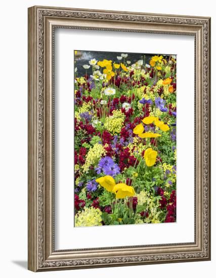 Iceland Poppy in a garden, Kennett Square, Pennsylvania, USA-Lisa S^ Engelbrecht-Framed Photographic Print