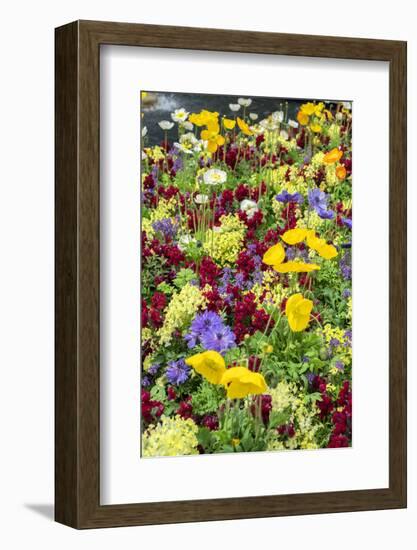 Iceland Poppy in a garden, Kennett Square, Pennsylvania, USA-Lisa S^ Engelbrecht-Framed Photographic Print