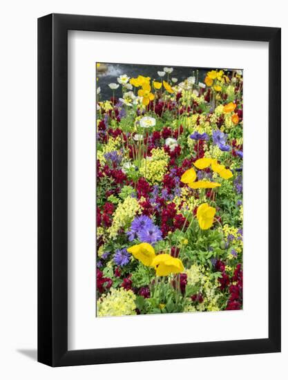 Iceland Poppy in a garden, Kennett Square, Pennsylvania, USA-Lisa S^ Engelbrecht-Framed Photographic Print