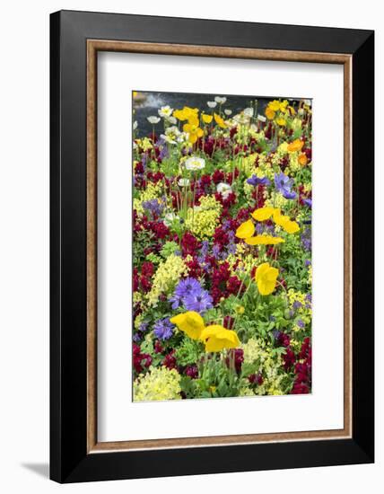 Iceland Poppy in a garden, Kennett Square, Pennsylvania, USA-Lisa S^ Engelbrecht-Framed Photographic Print