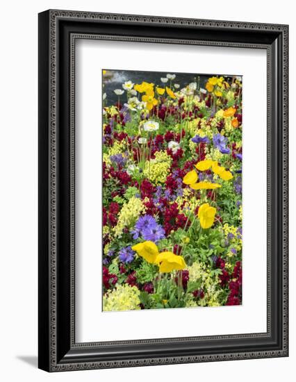 Iceland Poppy in a garden, Kennett Square, Pennsylvania, USA-Lisa S^ Engelbrecht-Framed Photographic Print