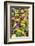 Iceland Poppy in a garden, Kennett Square, Pennsylvania, USA-Lisa S^ Engelbrecht-Framed Photographic Print