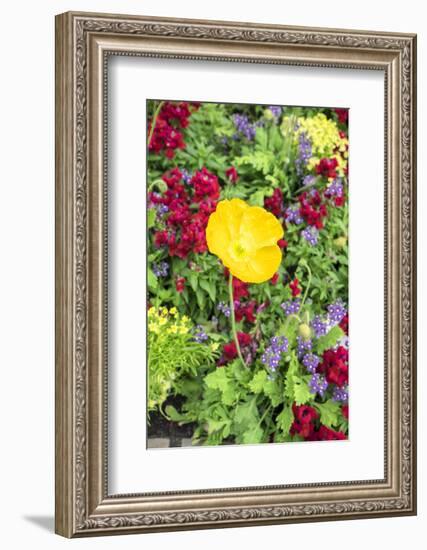 Iceland Poppy, Kennett Square, Pennsylvania, Usa-Lisa S. Engelbrecht-Framed Photographic Print