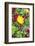 Iceland Poppy, Kennett Square, Pennsylvania, Usa-Lisa S. Engelbrecht-Framed Photographic Print