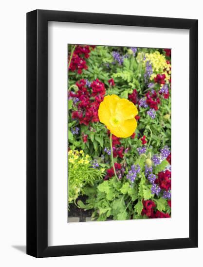 Iceland Poppy, Kennett Square, Pennsylvania, Usa-Lisa S. Engelbrecht-Framed Photographic Print