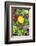 Iceland Poppy, Kennett Square, Pennsylvania, Usa-Lisa S. Engelbrecht-Framed Photographic Print