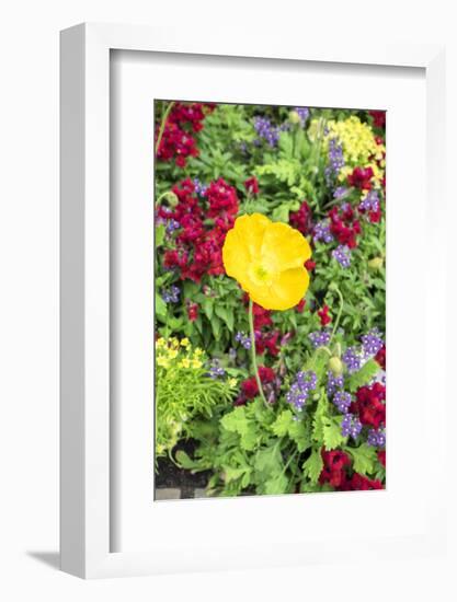 Iceland Poppy, Kennett Square, Pennsylvania, Usa-Lisa S. Engelbrecht-Framed Photographic Print