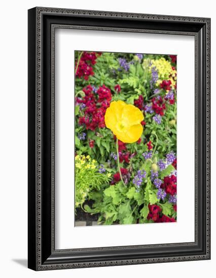 Iceland Poppy, Kennett Square, Pennsylvania, Usa-Lisa S. Engelbrecht-Framed Photographic Print