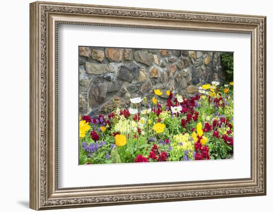 Iceland Poppy, Kennett Square, Pennsylvania, Usa-Lisa S. Engelbrecht-Framed Photographic Print