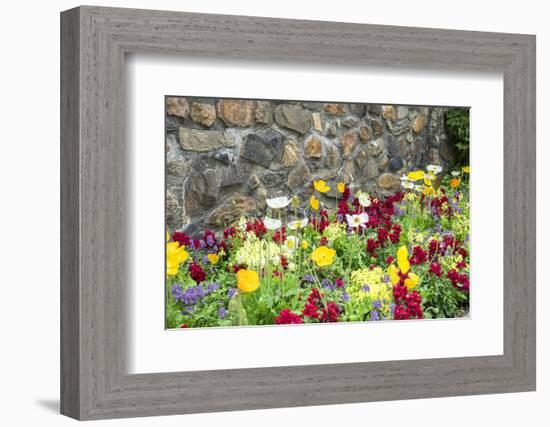 Iceland Poppy, Kennett Square, Pennsylvania, Usa-Lisa S. Engelbrecht-Framed Photographic Print