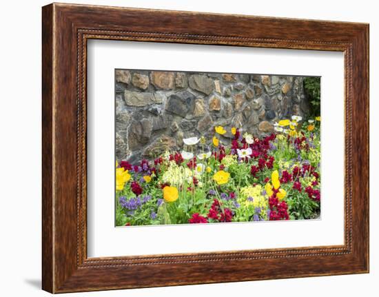 Iceland Poppy, Kennett Square, Pennsylvania, Usa-Lisa S. Engelbrecht-Framed Photographic Print