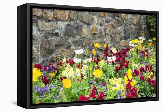 Iceland Poppy, Kennett Square, Pennsylvania, Usa-Lisa S. Engelbrecht-Framed Premier Image Canvas