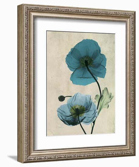 Iceland Poppy Moments-Albert Koetsier-Framed Art Print