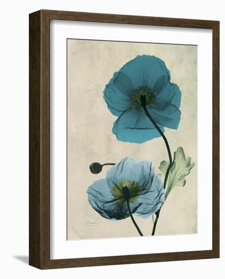 Iceland Poppy Moments-Albert Koetsier-Framed Premium Giclee Print