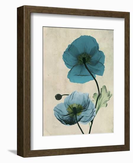 Iceland Poppy Moments-Albert Koetsier-Framed Premium Giclee Print