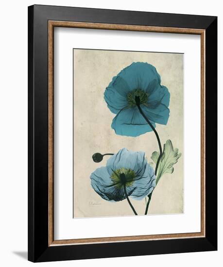 Iceland Poppy Moments-Albert Koetsier-Framed Premium Giclee Print