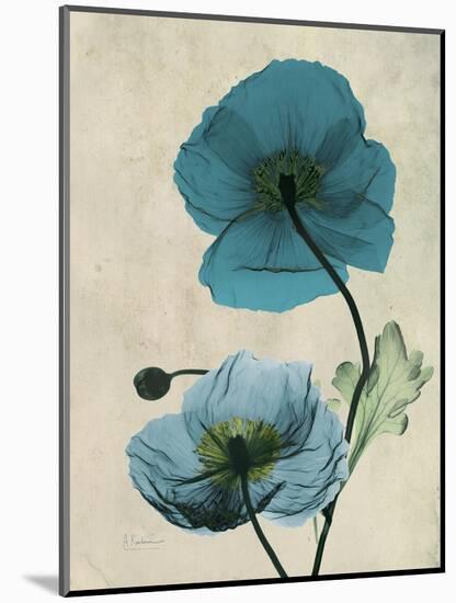 Iceland Poppy Moments-Albert Koetsier-Mounted Premium Giclee Print