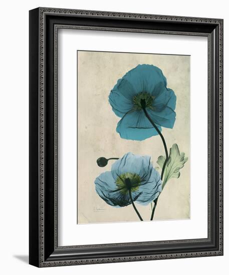 Iceland Poppy Moments-Albert Koetsier-Framed Premium Giclee Print