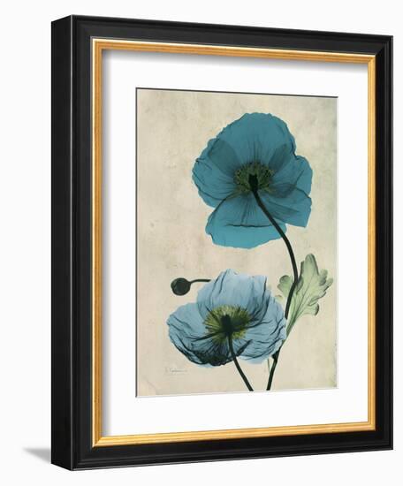 Iceland Poppy Moments-Albert Koetsier-Framed Premium Giclee Print