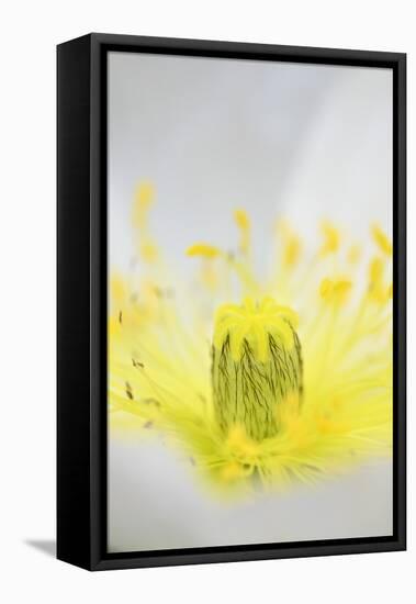 Iceland Poppy, Papaver Nudicaule, Close-Up-Andreas Keil-Framed Premier Image Canvas