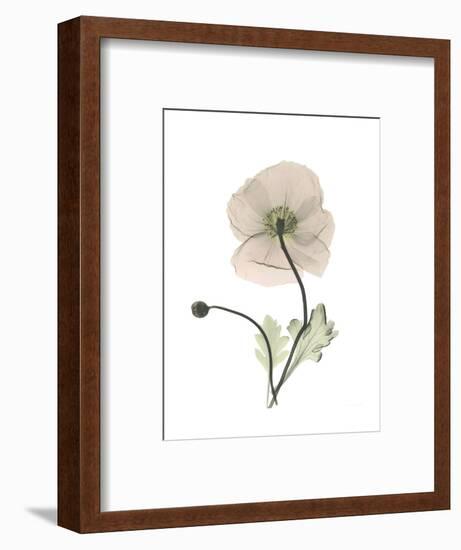 Iceland Poppy Portrait 1-Albert Koetsier-Framed Premium Giclee Print