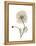 Iceland Poppy Portrait 1-Albert Koetsier-Framed Stretched Canvas