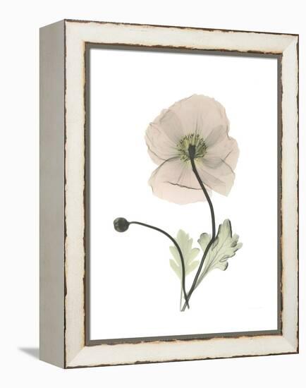 Iceland Poppy Portrait 1-Albert Koetsier-Framed Stretched Canvas