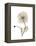 Iceland Poppy Portrait 1-Albert Koetsier-Framed Stretched Canvas