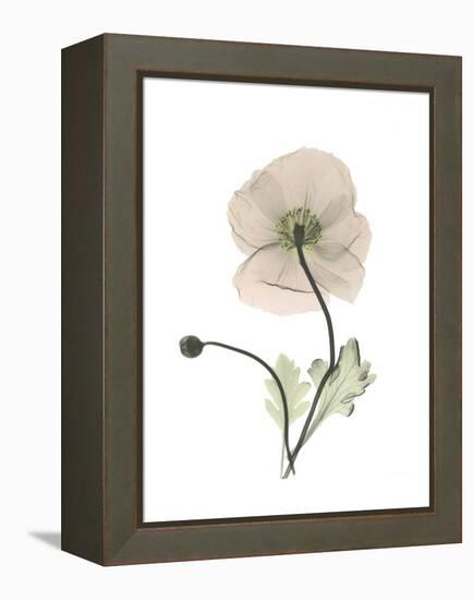 Iceland Poppy Portrait 1-Albert Koetsier-Framed Stretched Canvas