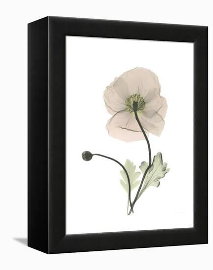 Iceland Poppy Portrait 1-Albert Koetsier-Framed Stretched Canvas