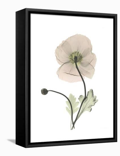 Iceland Poppy Portrait 1-Albert Koetsier-Framed Stretched Canvas