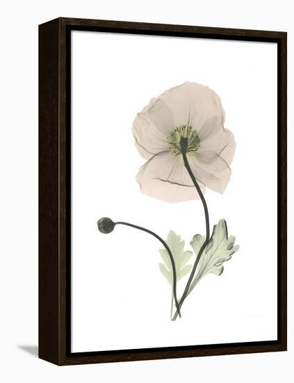 Iceland Poppy Portrait 1-Albert Koetsier-Framed Stretched Canvas