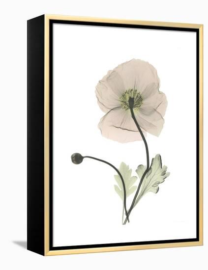 Iceland Poppy Portrait 1-Albert Koetsier-Framed Stretched Canvas