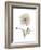 Iceland Poppy Portrait 1-Albert Koetsier-Framed Premium Giclee Print