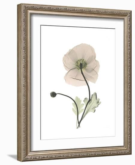 Iceland Poppy Portrait 1-Albert Koetsier-Framed Premium Giclee Print