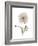 Iceland Poppy Portrait 1-Albert Koetsier-Framed Premium Giclee Print