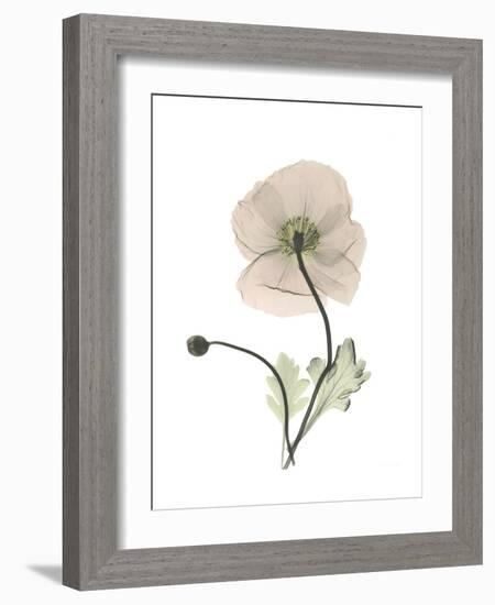 Iceland Poppy Portrait 1-Albert Koetsier-Framed Premium Giclee Print