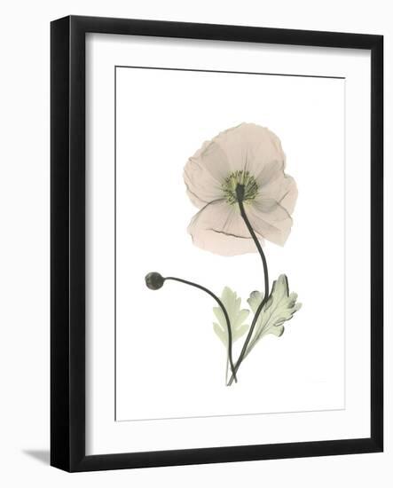 Iceland Poppy Portrait 1-Albert Koetsier-Framed Premium Giclee Print