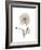 Iceland Poppy Portrait 1-Albert Koetsier-Framed Premium Giclee Print