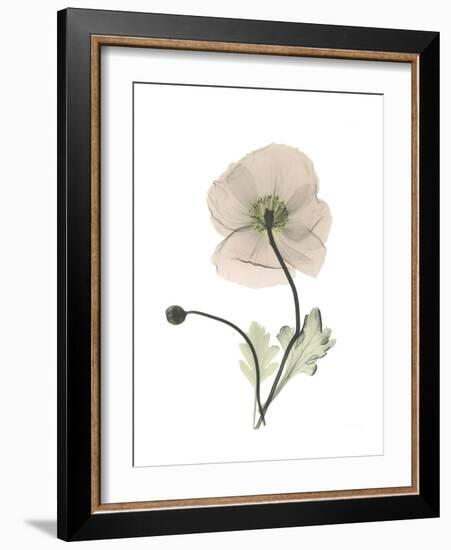 Iceland Poppy Portrait 1-Albert Koetsier-Framed Premium Giclee Print