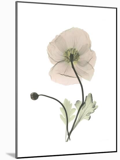 Iceland Poppy Portrait 1-Albert Koetsier-Mounted Premium Giclee Print