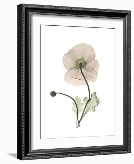 Iceland Poppy Portrait 1-Albert Koetsier-Framed Premium Giclee Print