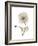 Iceland Poppy Portrait 1-Albert Koetsier-Framed Premium Giclee Print