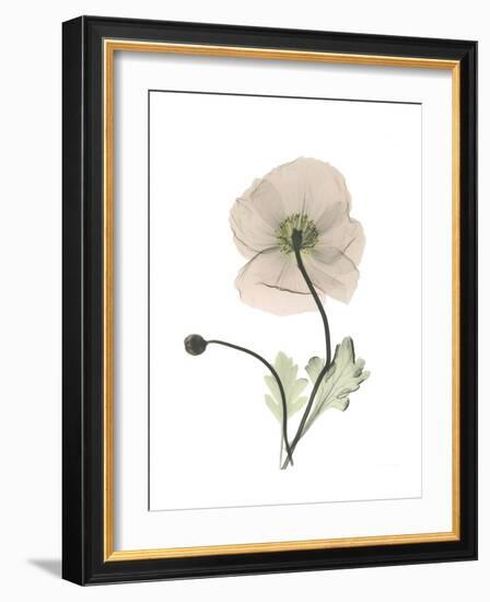 Iceland Poppy Portrait 1-Albert Koetsier-Framed Premium Giclee Print